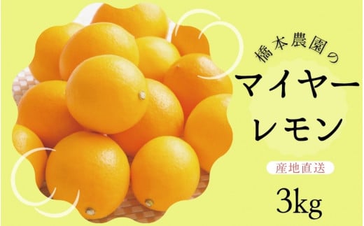 【先行予約】橋本農園のマイヤーレモン 3kg【2025年12月中旬から2026年1月中旬までに順次発送】 / レモン マイヤーレモン 檸檬 先行予約