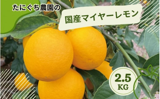 たにぐち農園の国産マイヤーレモン 2.5kg【2025年12月~2026年1月初旬の期間で順次発送致します。】  / 檸檬 レモン れもん 柑橘 国産 大容量 数量限定 ご家庭用 家庭用