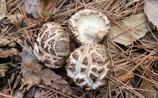 【秘境・宮崎県椎葉村産】由美子さんちのこだわりどんこセット【リピーター多数】原木 乾燥椎茸 干し椎茸 しいたけ シイタケ