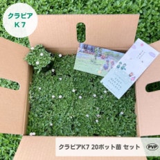 グランドカバー植物「クラピアK7」20ポット苗セット【お申込書返信後、ご希望日に合わせて発送】【1339002】