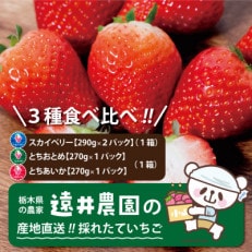 栃木県産のいちご3種食べ比べ|スカイベリー2パック(1箱)・とちおとめ・とちあいか各1パック(1箱)【配送不可地域:離島】【1518934】