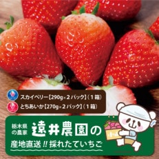 栃木県産のいちご2種食べ比べ|スカイベリー2パック(1箱)・とちあいか2パック(1箱)【配送不可地域:離島】【1518935】