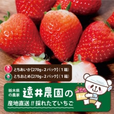 栃木県産のいちご2種食べ比べ|とちおとめ2パック(1箱)+とちあいか2パック(1箱)【配送不可地域:離島】【1518937】