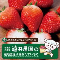 産地直送!!栃木県遠井農園の美味しいとちおとめ【270g×2パック(1箱)】【配送不可地域:離島】【1518938】