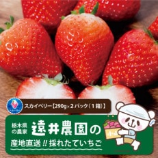産地直送!!栃木県遠井農園の美味しいスカイベリー【290g×2パック(1箱)】【配送不可地域:離島】【1518942】