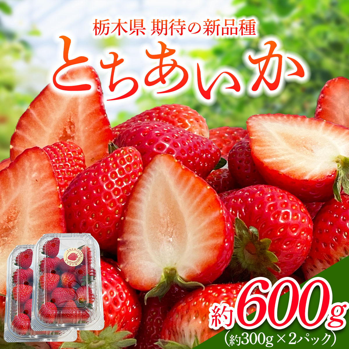 [2026年1月から発送 数量限定]「とちあいか 2パック」計約600g 贈答用化粧箱入り 約4人分|とちあいか いちご イチゴ 苺 果物 フルーツ 日光産 栃木県産 期間限定 数量限定 [0674]