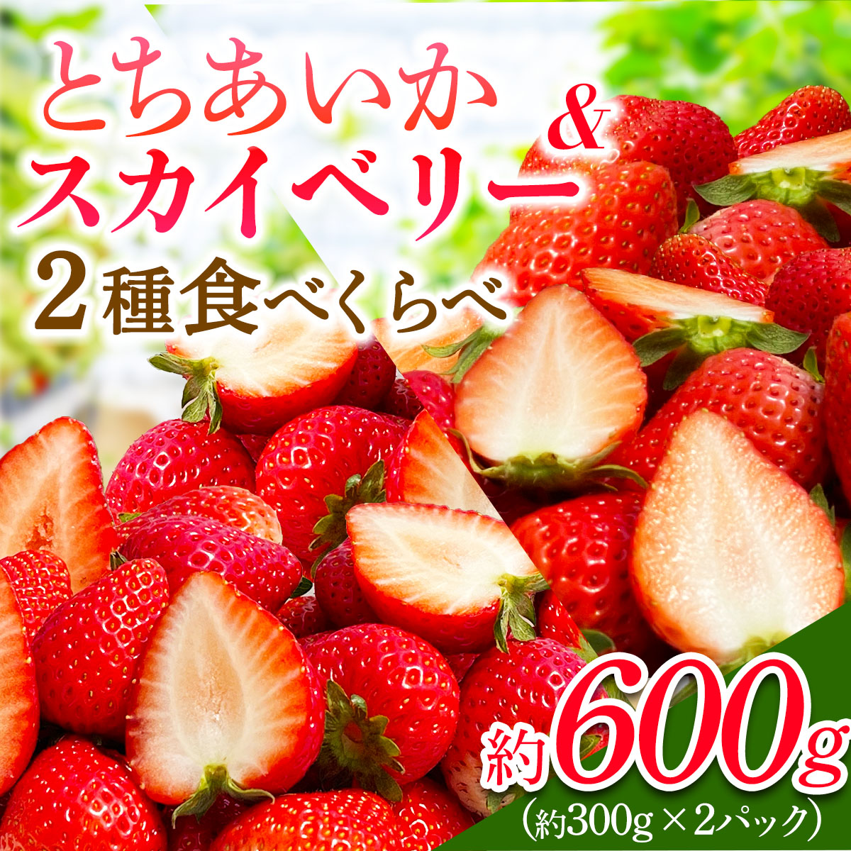 [2026年1月から発送 数量限定] いちご 2種食べ比べセット「とちあいか&スカイベリー」各1パック 計約600g 贈答用化粧箱入り 約4人分|とちあいか スカイベリー スカイベリー いちご イチゴ 苺 果物 フルーツ 日光産 栃木県産 期間限定 [0678]