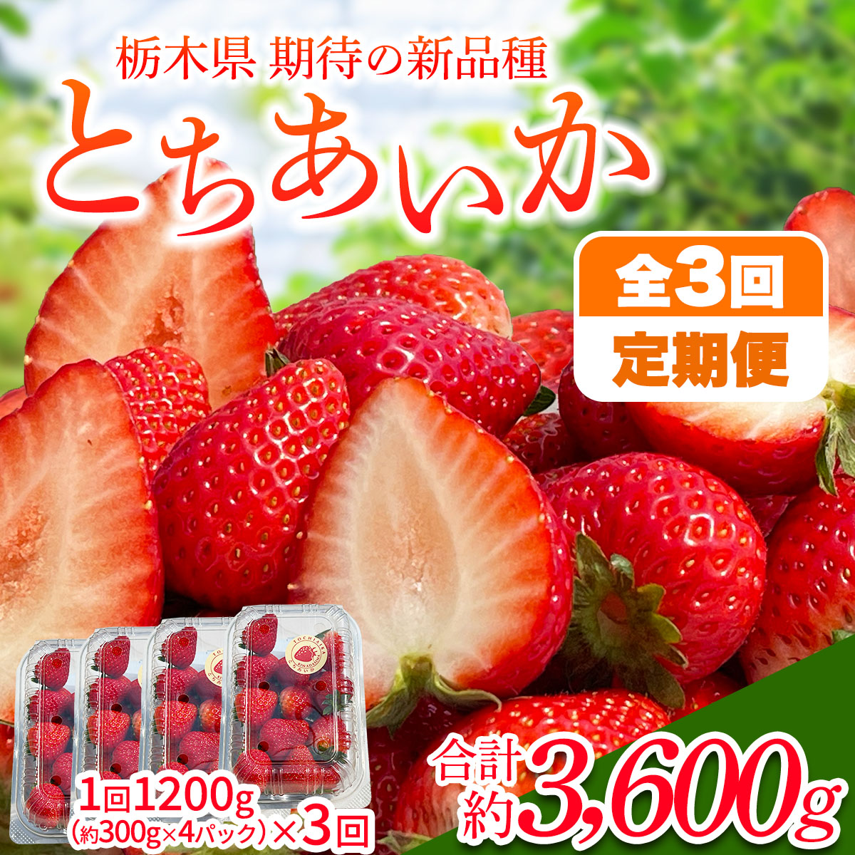 [先行予約] [定期便/3ヶ月] 日光産 とちあいか定期便 (毎月お届け 約1.2kg×3回 計3.6kg) [2026年1月中旬から順次発送]|とちあいか いちご イチゴ 苺 果物 日光産 栃木県産 フルーツ 期間限定 [0683]