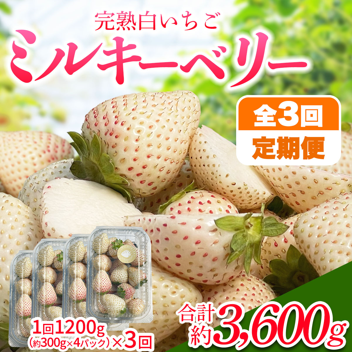 [先行予約] [定期便/3ヶ月] 日光産 ミルキーベリー定期便 (毎月お届け 約1.2kg×3回 計3.6kg) [2026年1月中旬から順次発送]|ミルキーベリー いちご イチゴ 苺 果物 日光産 栃木県産 フルーツ 期間限定 数量限定 [0684]