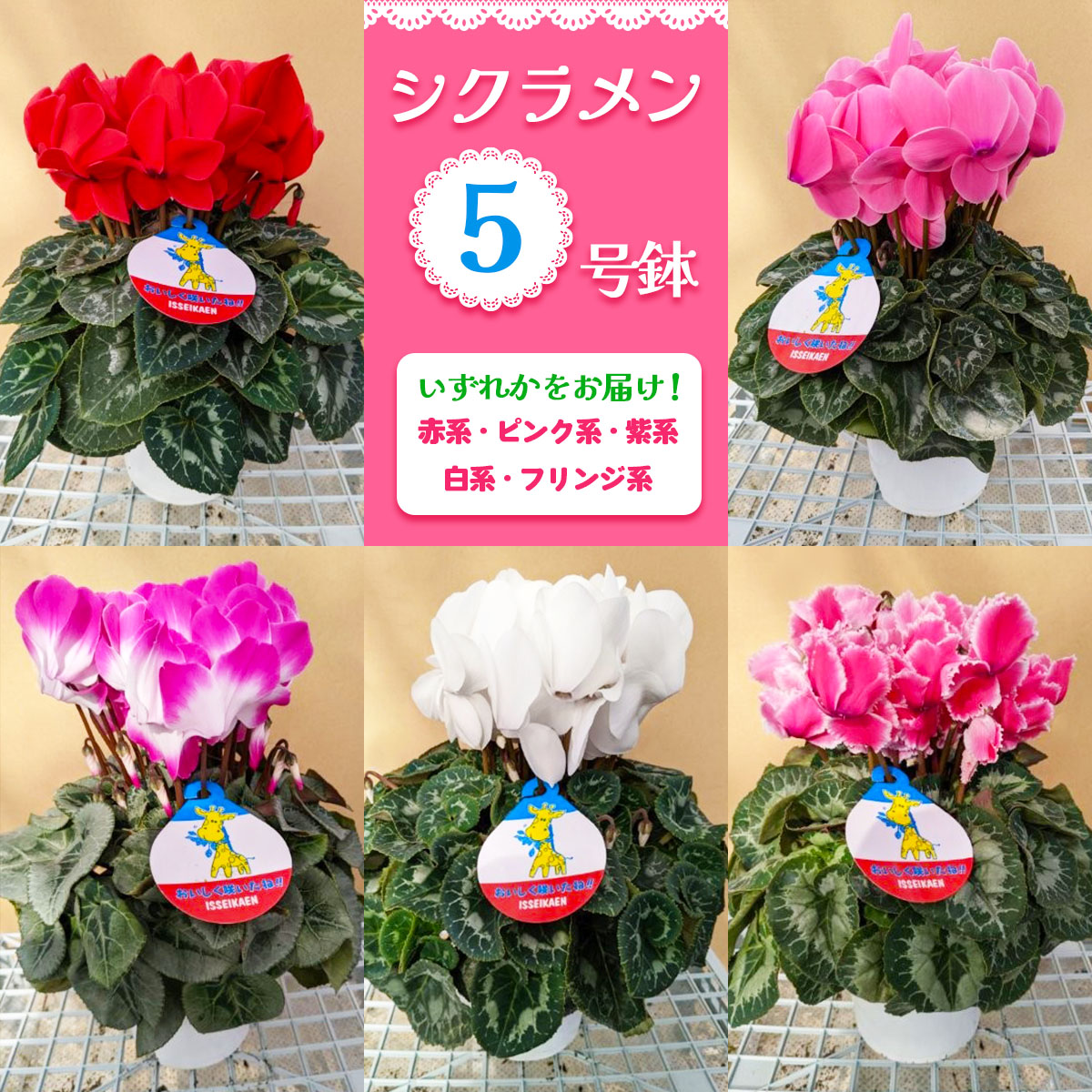 シクラメン 5号鉢 (赤系・ピンク系・紫系・白系・フリンジ系のいずれか)｜シクラメン 花 鉢花 鉢植え ギフト プレゼント 贈り物 記念日 イベント 季節限定 日光市 イッセイ花園 [0746]
