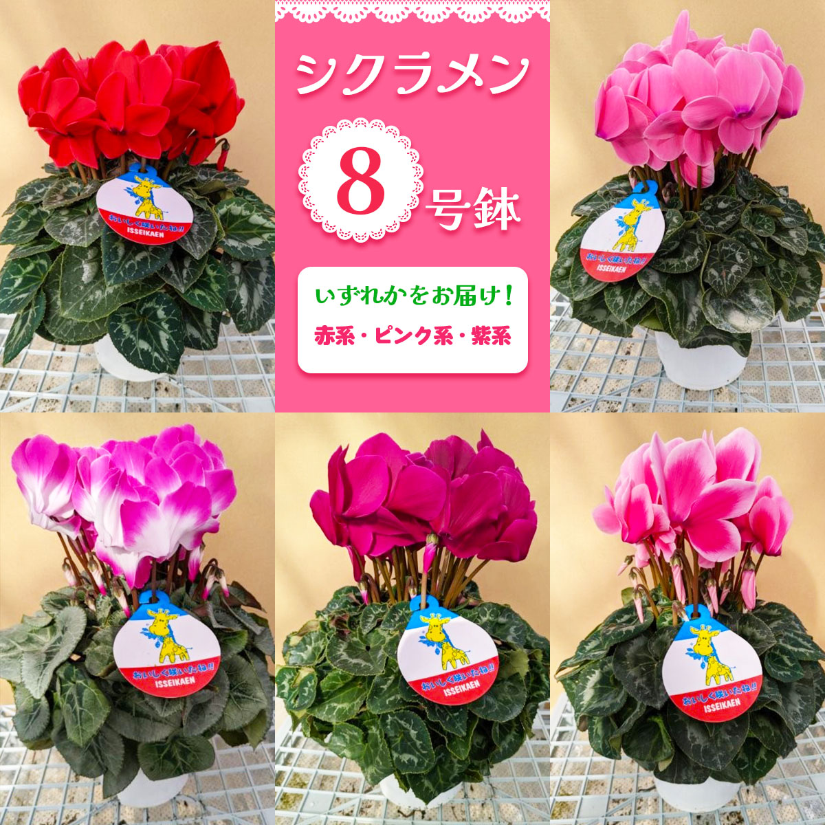 シクラメン 8号鉢 (赤系・ピンク系・紫系のいずれか)｜シクラメン 花 鉢花 鉢植え ギフト プレゼント 贈り物 記念日 イベント 季節限定 日光市 イッセイ花園 [0748]