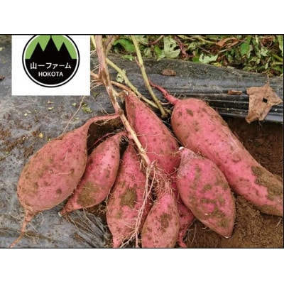 【12月より順次発送予定】山一ファーム 熟成貯蔵 さつまいも 5kg 紅はるか(S~Lサイズ)【配送不可地域:離島・沖縄】【1647853】