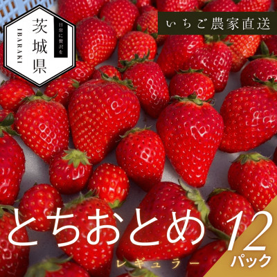 【2026年1月より順次発送予定】風早いちご園 とちおとめ レギュラー 250g×12パック【配送不可地域:離島・北海道・沖縄】【1647795】