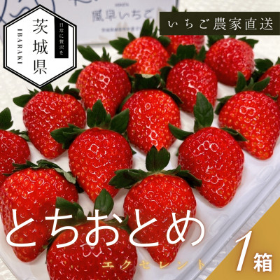 【2026年1月より順次発送予定】風早いちご園 とちおとめ エクセレント 1箱(12粒or15粒)【配送不可地域:離島・北海道・沖縄】【1647799】