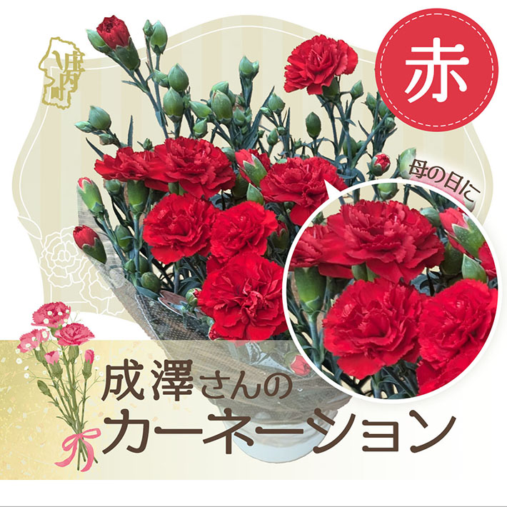 【5月初旬より順次発送】成澤さんのカーネーション 赤 5号鉢(入金期限:2026.4.30)母の日に プレゼント