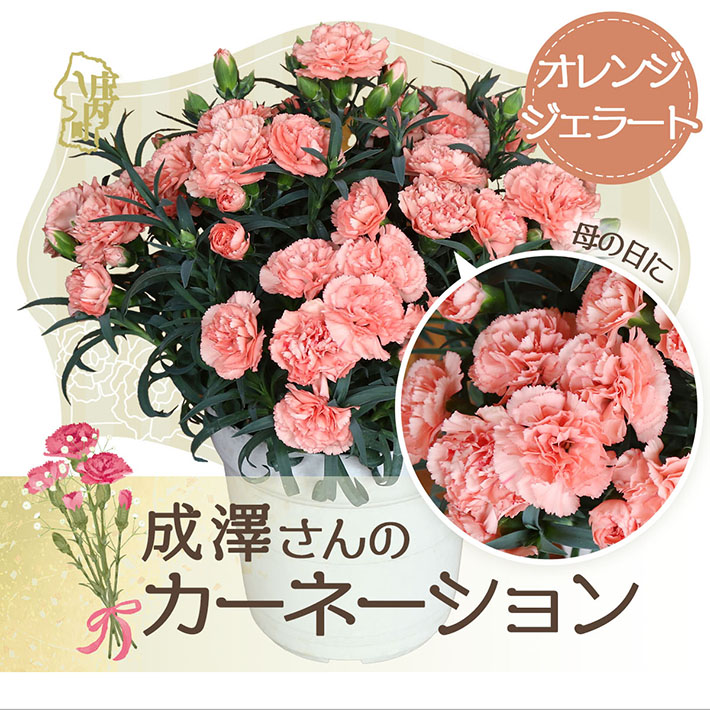 【5月初旬より順次発送】成澤さんのカーネーション オレンジジェラート 5号鉢(入金期限:2026.4.30)母の日に プレゼント