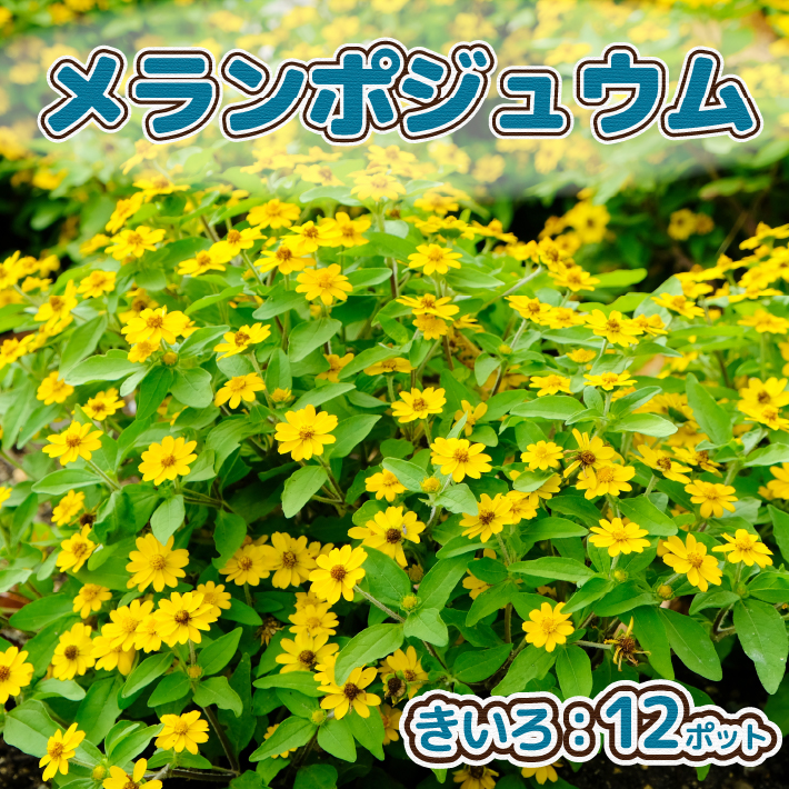 【5月下旬より順次発送】ガーデニング用花苗 メランポジウム(黄色)12ポット(入金期限:2026.5.20)