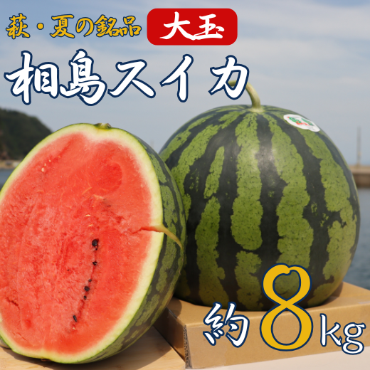 スイカ 約8kg 萩・夏の銘品 相島 西瓜 秀品 大玉すいか フルーツ 果物 果物類 贈答品 ギフト |hg000399