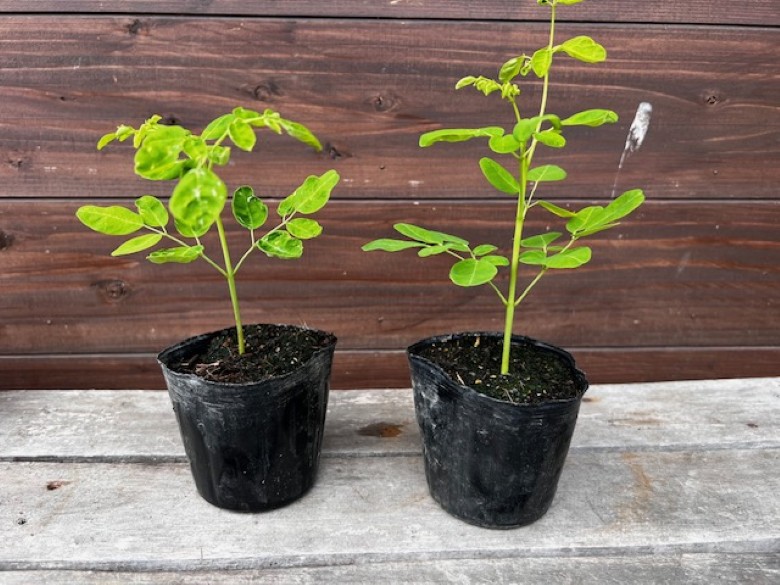 植物 栽培 キット モリンガ 6セット入り ガーデニング キッチン菜園 お子様の自由研究にも! |hg000888