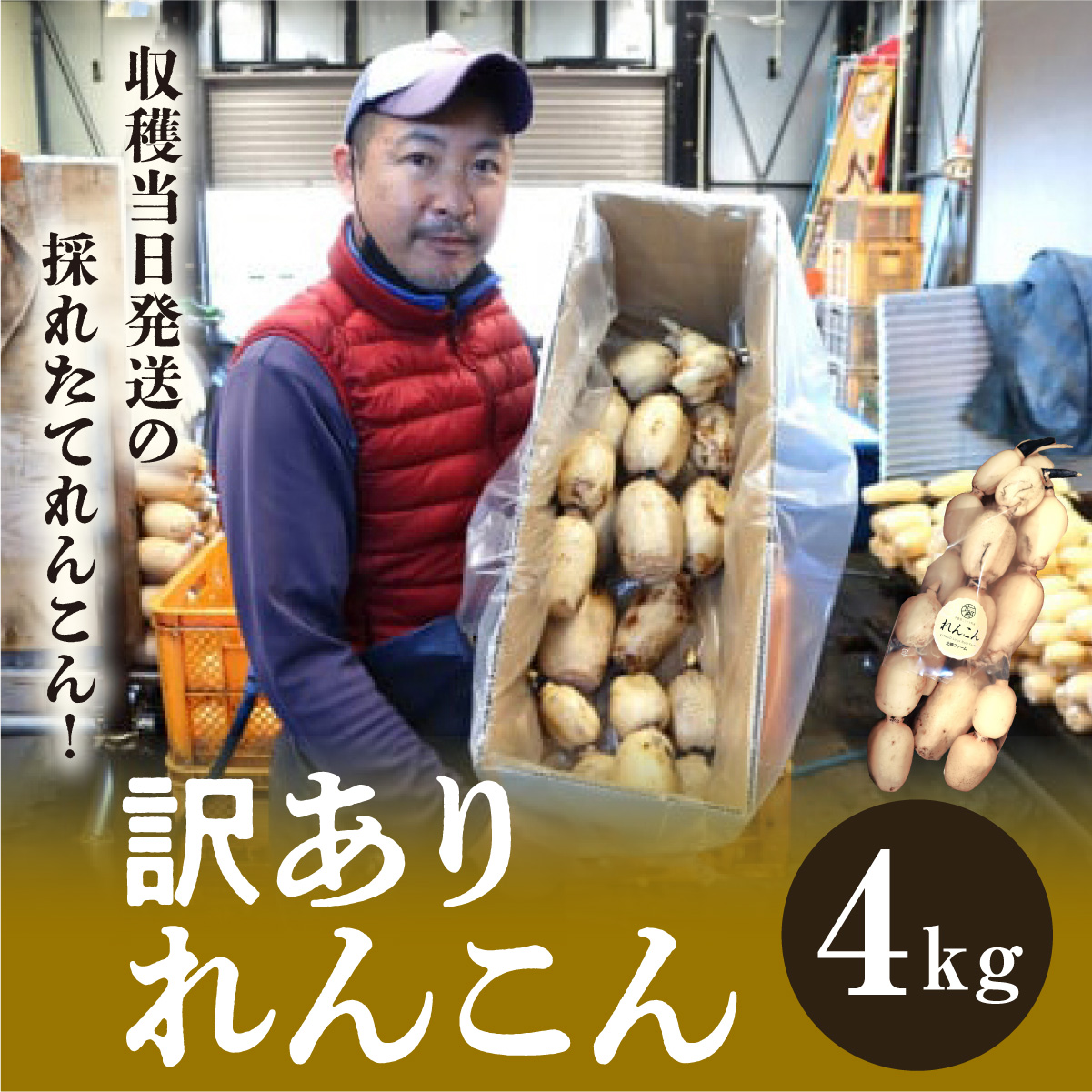 千葉県れんこん部門注文数最上位達成！【訳あり】無選別 神崎町ふるさと れんこん（4kg）（※4～7月受付分は8月以降順次発送）[013-a002]【千葉県神崎町ふるさと納税】