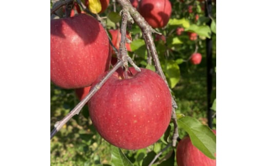 SevenApple木村農園から直送　樹上完熟さんふじ3kg【1313967】