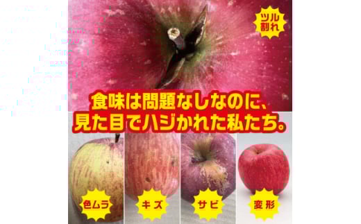 ＜2025年11月上旬～発送開始＞シナノスイート　訳ありりんご　12～23個入　約5Kg【1506696】