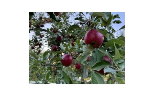 クセになる酸味、お菓子作りに良し!生食でも良し!青森県産　紅玉(こうぎょく)　＜贈答用＞約3キロ【1553351】