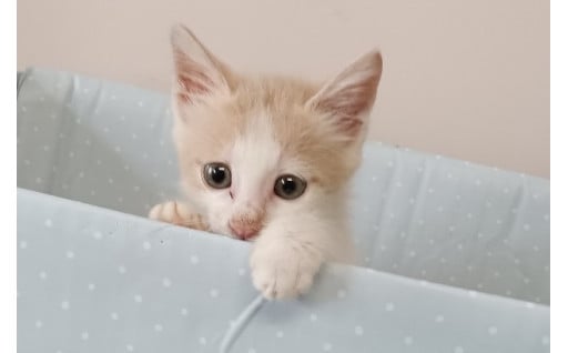 4.動物愛護・適正飼養の普及啓発