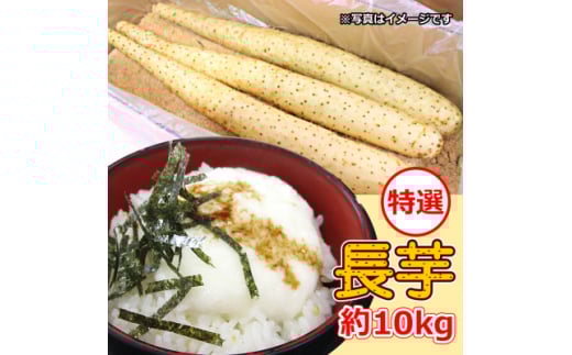 <軽米町産>長芋 約10kg【1033987】