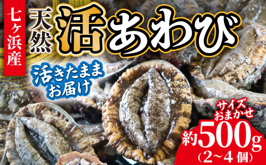 活あわび 約 500g (2～4個) 活きたままお届け！ 冷蔵 蝦夷 あわび 国産 サイズおまかせ｜ 七ヶ浜 漁協 鮑 高級 ステーキ アワビ 刺身 漁港直送 天然 新鮮 お造り 蒸し 姿煮 バター焼き お取り寄せ 宮城県 七ヶ浜町 ｜ jf-aw500-r6pd