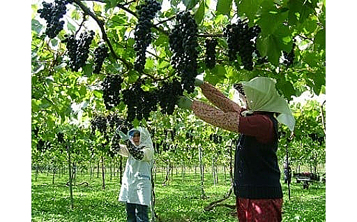 3.地域農産物の生産振興に関する事業