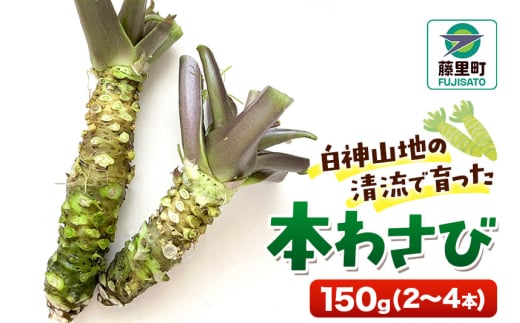 本わさび 150g（2～4本）ワサビ 山葵 世界自然遺産 白神山地