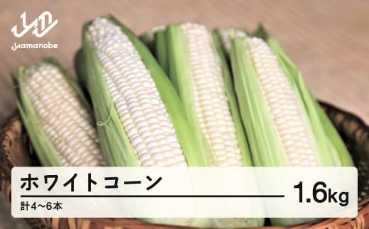 《先行予約》2026年 山形県産 ホワイトコーン ピュアホワイト 1.6kg(4~6本)生で味わう 白とうもろこし トウモロコシ コーン 夏 野菜 やさい ※沖縄・離島への配送不可 F21A-243