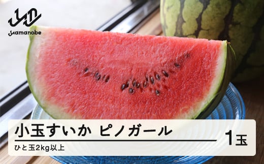 《先行予約》2026年 山形県産 お子さんに大人気！小玉スイカ「ピノガール」 1玉（2kg以上） すいか スイカ 西瓜 フルーツ 果物 野菜 ※沖縄・離島への配送不可 F21A-245