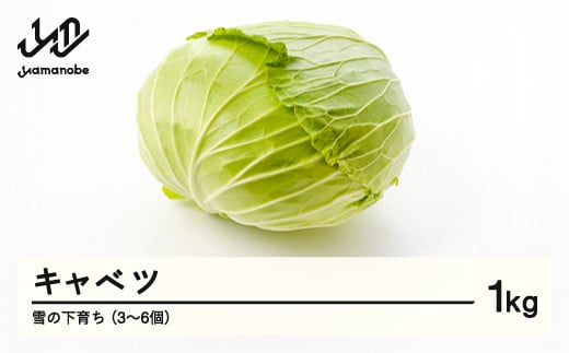 ≪先行予約≫ 2026年 山形県産 雪の下育ち キャベツ 1kg(3~6個) 2026年1月中旬から順次発送 野菜 F21A-368