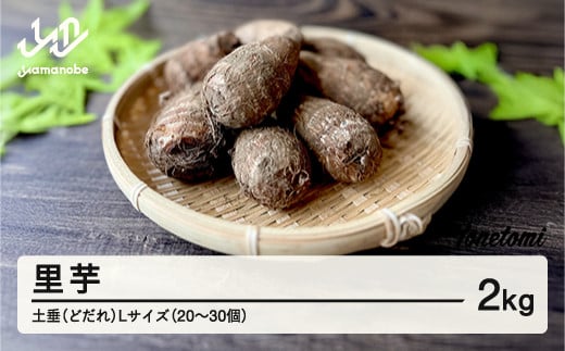 ≪先行予約≫ 2025年 山形県産 里芋 土垂(どだれ) Lサイズ 2kg(20~30個) 2025年11月上旬より順次発送 さといも いも 芋煮会 秋 野菜 F21A-417