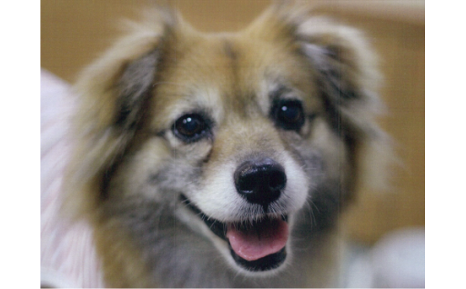 7  「動物愛護寄附金」
 人と動物とが共生する社会の実現に向けた取組を応援する。