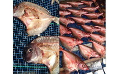 No.017 高級地魚の干物セット / ひもの 季節 自家製 新鮮 神奈川県 特産品