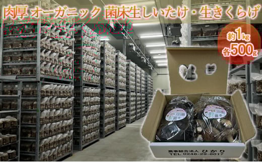オーガニック 菌床生しいたけ・生きくらげ 約1kg（各500g） [№5734-0099]