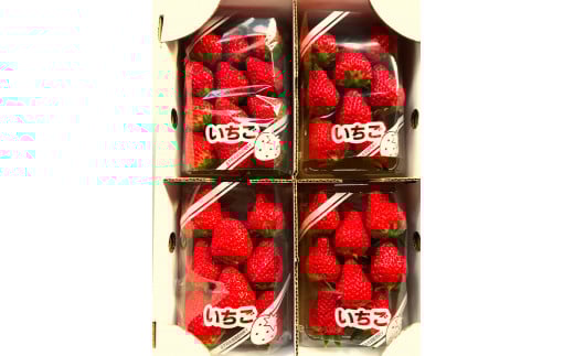 かわうちベリー【紅ほっぺ】いちご　250g×4パック