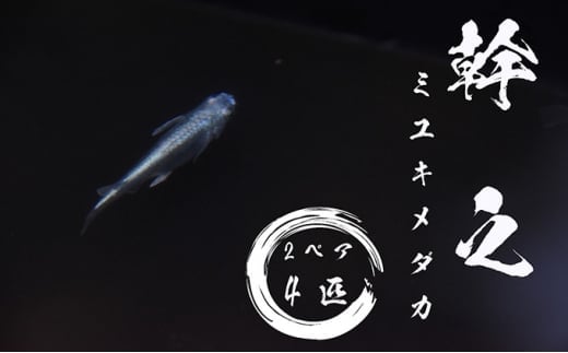 下総めだかの学校厳選!幹之(ミユキメダカ)2ペア4匹 生き物 鑑賞