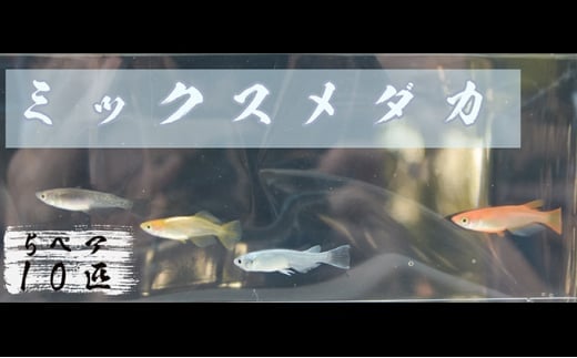 下総めだかの学校厳選!ミックスメダカ 5ペア10匹 生き物 鑑賞