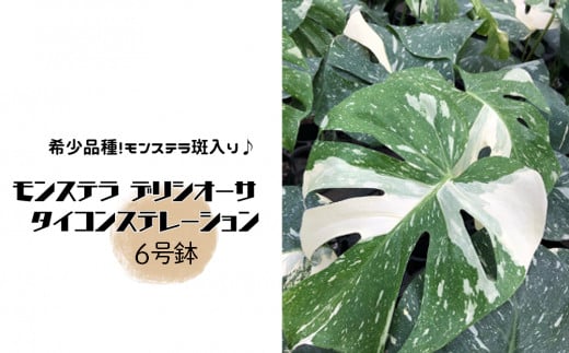 モンステラ デリシオーサ タイコンステレーション 6号鉢