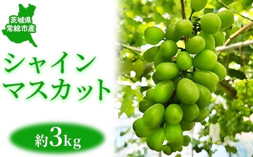 茨城県常総市産 シャインマスカット 約3kg｜ぶどう ブドウ 葡萄 果物 フルーツ 贈り物 ※2026年8月中旬～9月中旬頃に順次発送予定