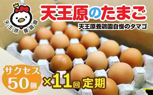 【定期便】11回定期 【天王原のたまご】 サクセス卵 50個入り 【定期便 11回定期便 セット たまご 卵 玉子 タマゴ 濃厚  ハリ 弾力 ボリューム 甘味 旨味 卵黄 風味 生 コク 甘味 卵かけご飯 卵焼き 目玉焼き オムレツ 茶碗蒸し お菓子作り パンの材料】