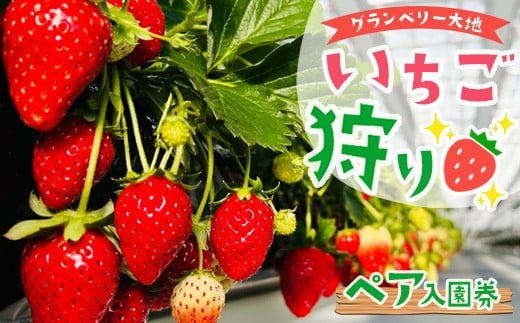 グランベリー大地いちご狩りペア入園券 ※2025年12月上旬~2026年3月下旬頃に順次発送予定
