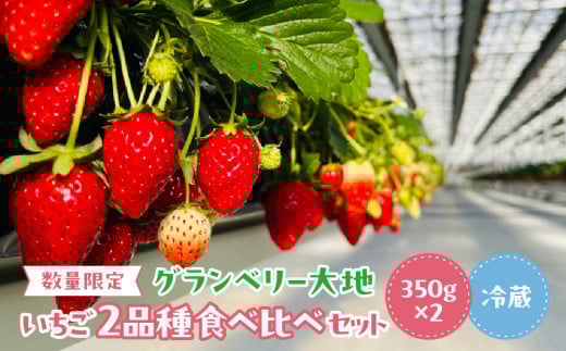 【数量限定】グランベリー大地のいちご2品種食べ比べセット 350g×2トレー ※2025年12月中旬~2026年3月下旬頃に順次発送予定