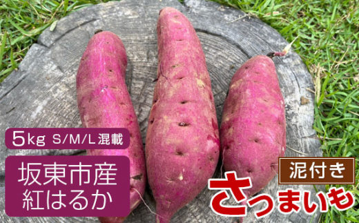 No.518 【箱入り】坂東市産 生さつまいも 紅はるか5kg(泥付きS、M、L混載) / さつまいも 甘い ねっとり 茨城県