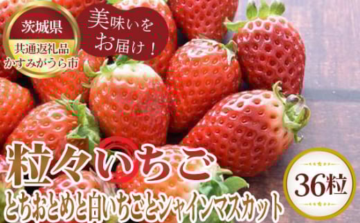 No.363 【先行予約】粒々いちご36粒 とちおとめと白いちごとシャインマスカット【茨城県共通返礼品 かすみがうら市】 / 旬 新鮮 苺 イチゴ 葡萄 ブドウ 果物 フルーツ 茨城県 特産品
