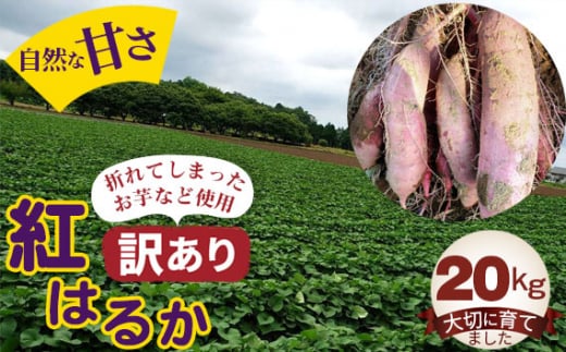 No.408 【訳あり】紅はるか20kg / お芋 甘い さつまいも 茨城県